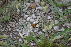 Atalopedes campestris