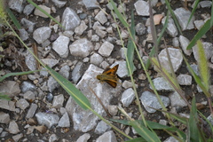 Atalopedes campestris