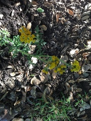 Eriophyllum staechadifolium