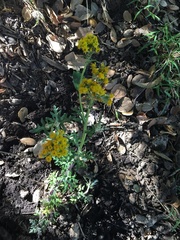 Eriophyllum staechadifolium