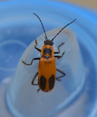 Chauliognathus pensylvanicus