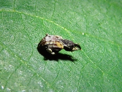 Conotrachelus anaglypticus