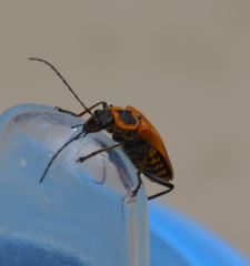 Chauliognathus pensylvanicus