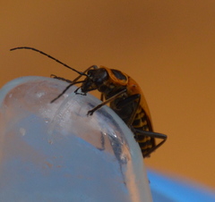 Chauliognathus pensylvanicus