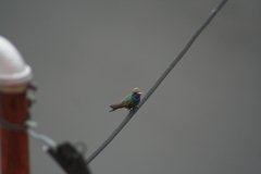 Cynanthus latirostris