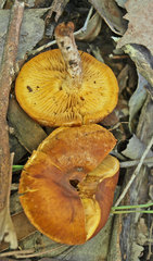 Gymnopilus allantopus