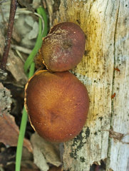 Gymnopilus allantopus