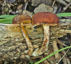 Gymnopilus allantopus