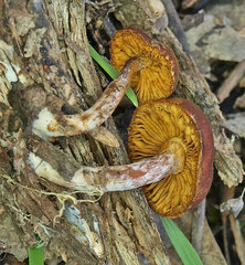 Gymnopilus allantopus