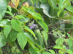 Passiflora ligularis