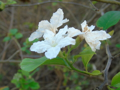 Cordia truncatifolia