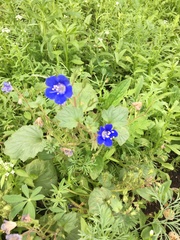 Phacelia campanularia