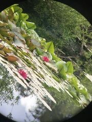 Nymphaea rubra