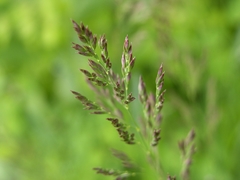 Poa pratensis pratensis