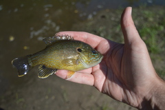 Lepomis cyanellus