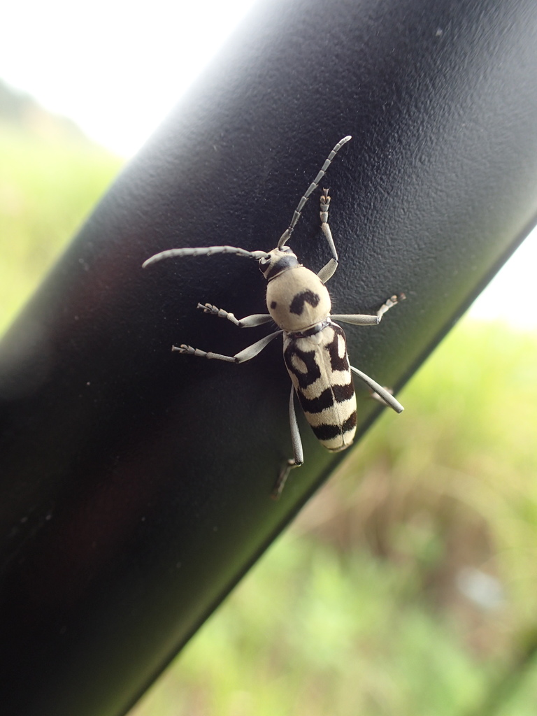 Chlorophorus graphus