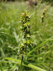 Carex aggregata