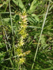 Carex aggregata