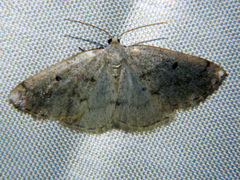 Lomographa glomeraria