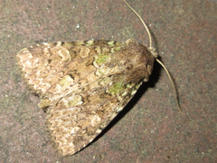 Mamestra brassicae