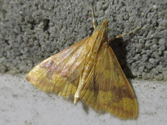 Pyrausta phoenicealis