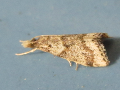 Microchilo inexpectellus