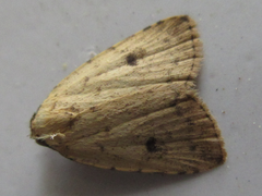 Anachrostis nigripunctalis