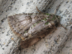 Mamestra brassicae