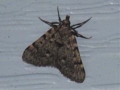 Aglossa pinguinalis