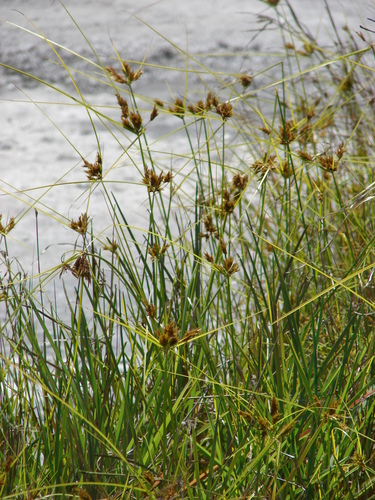 Cyperus polystachyos