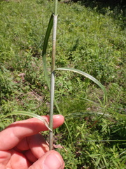 Carex aggregata