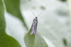 Ethmia monticola