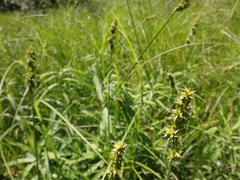 Carex aggregata