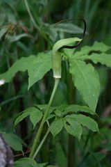 Arisaema tortuosum
