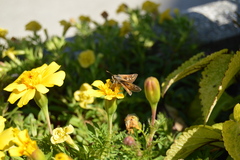 Atalopedes campestris