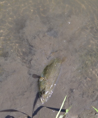 Micropterus dolomieu