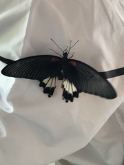 Papilio protenor