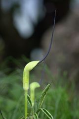 Arisaema tortuosum