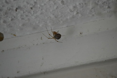 Parasteatoda tepidariorum