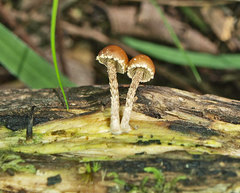 Pholiota squarrosipes