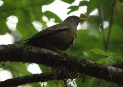 Turdus boulboul