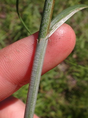 Carex aggregata