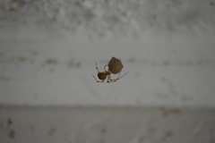 Parasteatoda tepidariorum