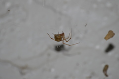 Parasteatoda tepidariorum