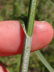 Carex aggregata