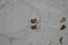 Parasteatoda tepidariorum
