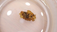 Glossosoma
