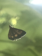 Pyrausta californicalis