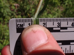 Carex aggregata