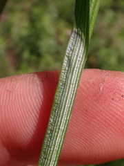 Carex aggregata